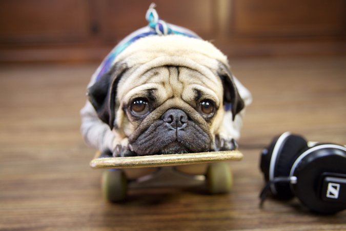 Pug with a skateboard on hardwood floor